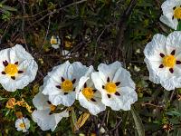 Blütenreihe von Lackzistrosen